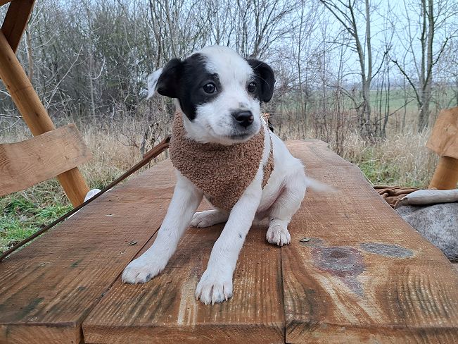 pfotenretterungarn Orlando (5)