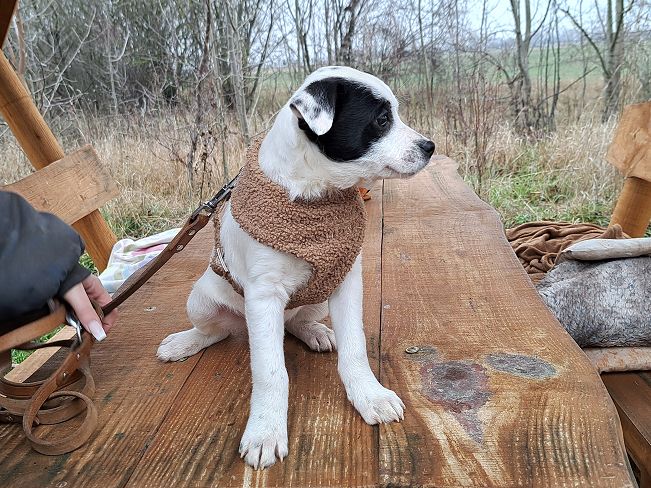 pfotenretterungarn Orlando (6)