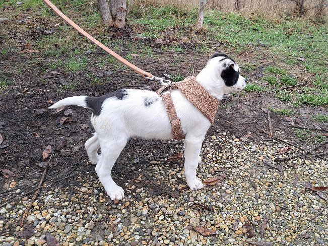 pfotenretterungarn Orlando (7)