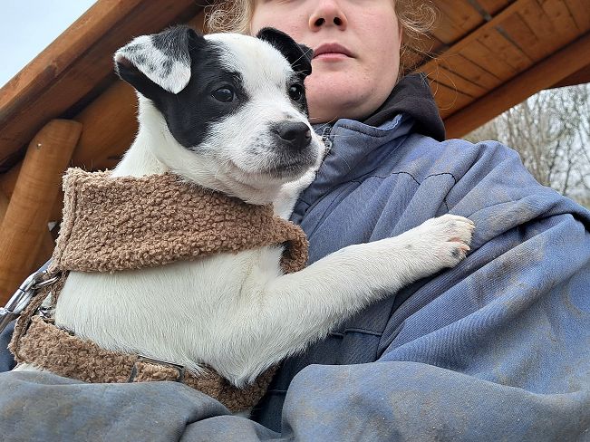 pfotenretterungarn Orlando (8)