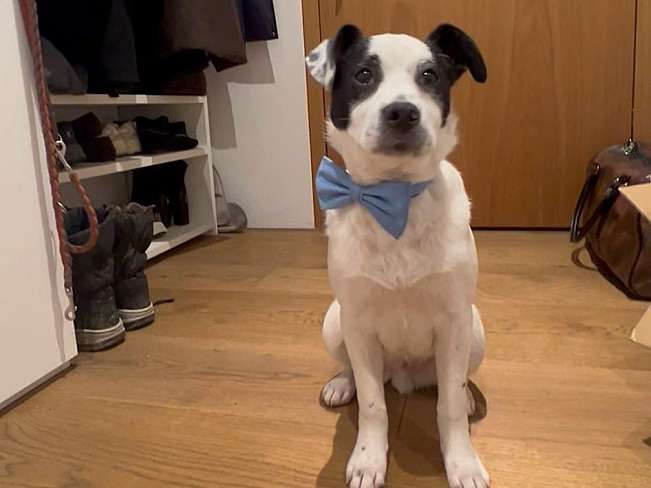 pfotenretterungarn Orlando PS (2)