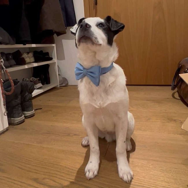 pfotenretterungarn Orlando PS (3)