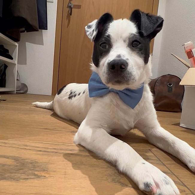 pfotenretterungarn Orlando PS (4)