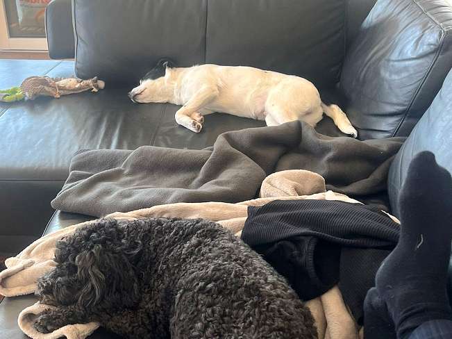 pfotenretterungarn Orlando PS (5)