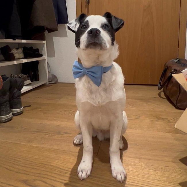 pfotenretterungarn Orlando PS (6)