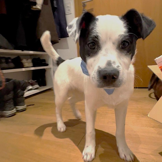 pfotenretterungarn Orlando PS (7)