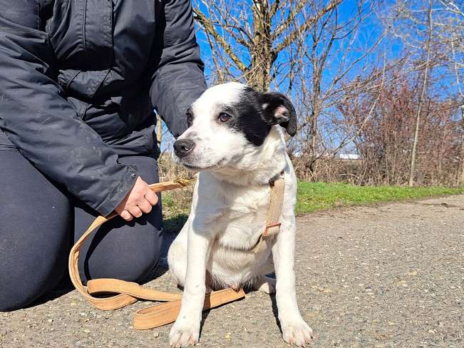 pfotenretterungarn Orlando neu (2)