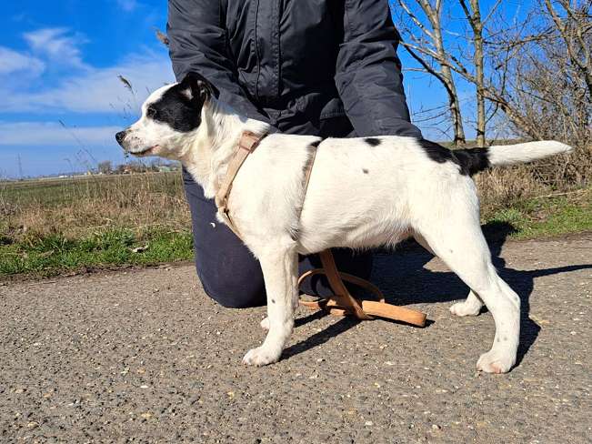 pfotenretterungarn Orlando neu (3)