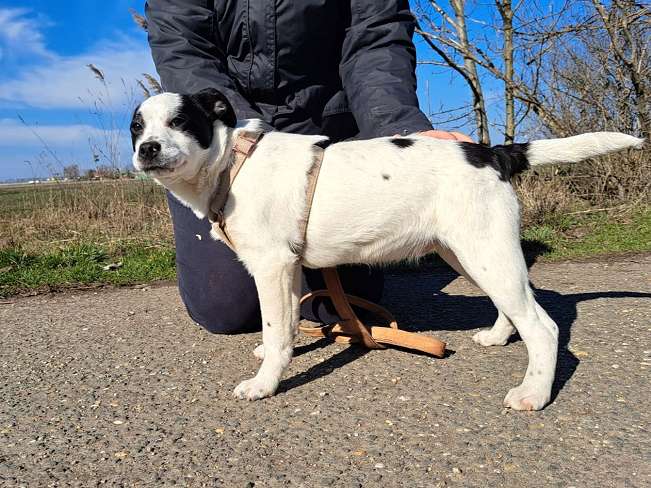 pfotenretterungarn Orlando neu (4)