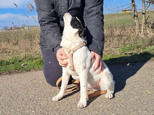 pfotenretterungarn Orlando neu (5)