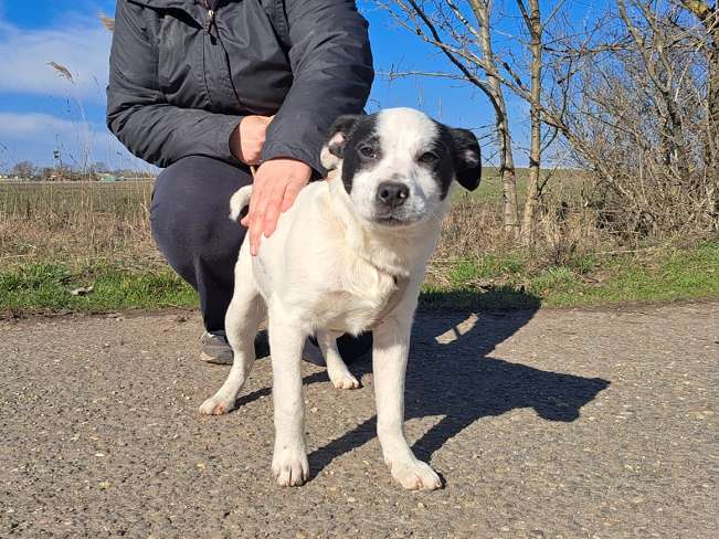 pfotenretterungarn Orlando neu (6)