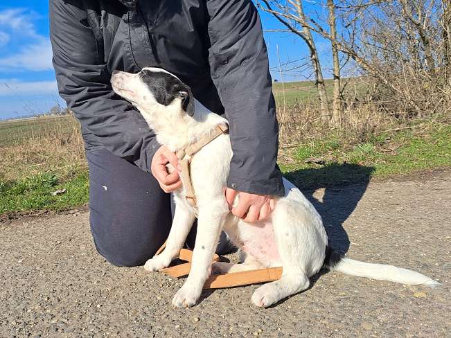 pfotenretterungarn Orlando neu (7)