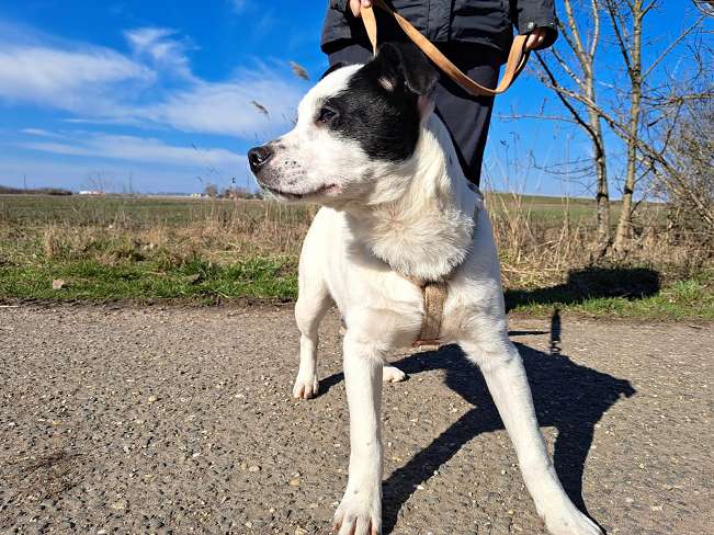 pfotenretterungarn Orlando neu (8)