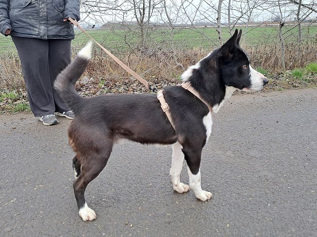 pfotenretterungarn Trevor (10)