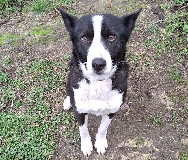 pfotenretterungarn Trevor (11)