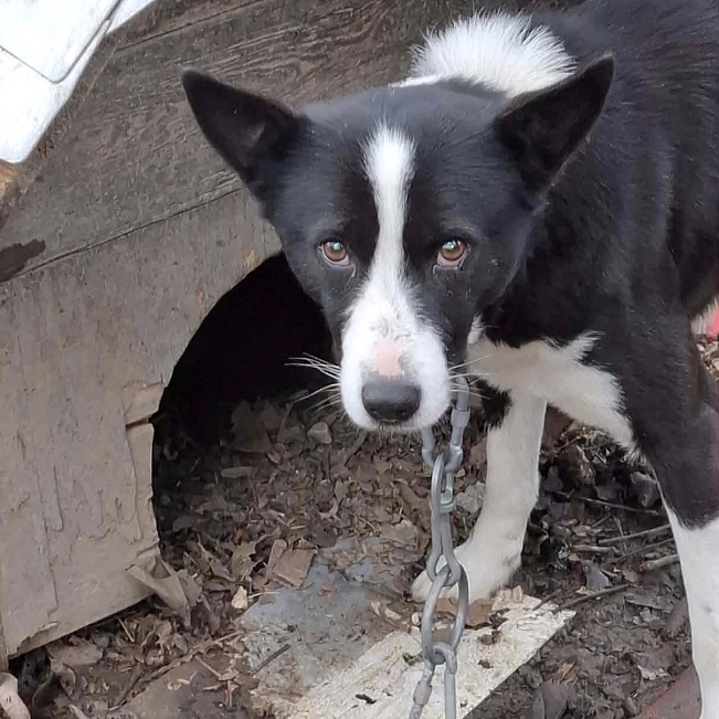 pfotenretterungarn Trevor (12)