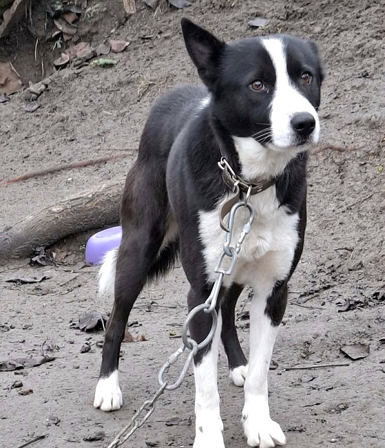 pfotenretterungarn Trevor (13)