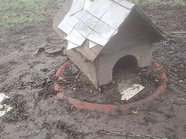 pfotenretterungarn Trevor (14)