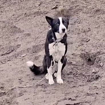 pfotenretterungarn Trevor (15)