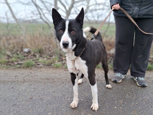 pfotenretterungarn Trevor (2)