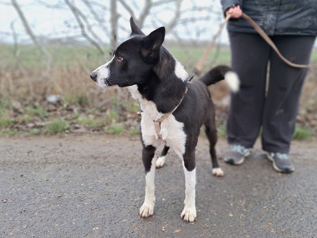 pfotenretterungarn Trevor (3)