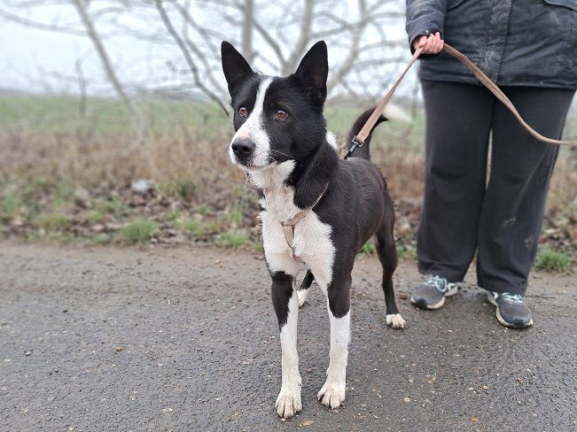 pfotenretterungarn Trevor (4)