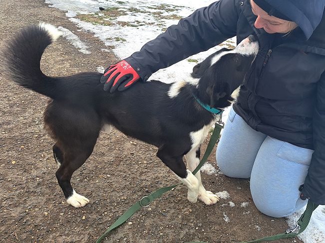 pfotenretterungarn Trevor (5)