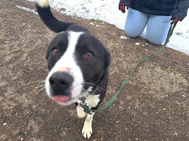 pfotenretterungarn Trevor (6)