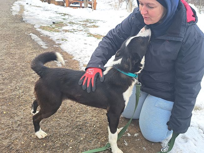 pfotenretterungarn Trevor (7)