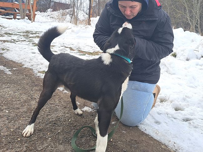 pfotenretterungarn Trevor (8)