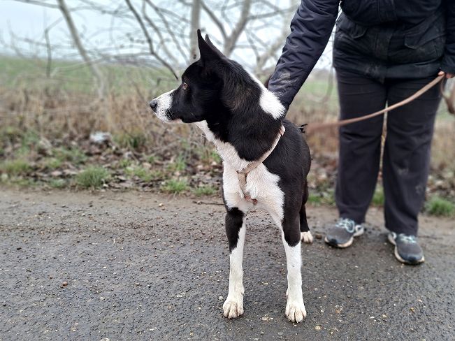 pfotenretterungarn Trevor (9)