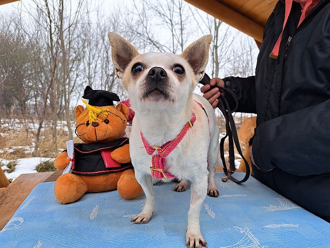 pfotenretterungarn Zsuzsi (10)