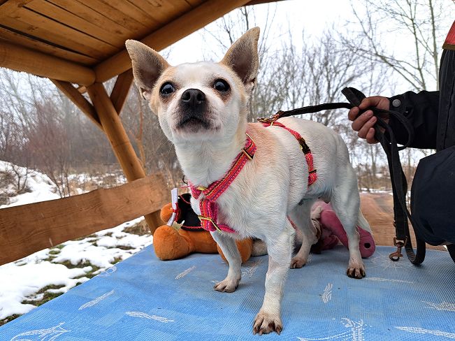 pfotenretterungarn Zsuzsi (2)