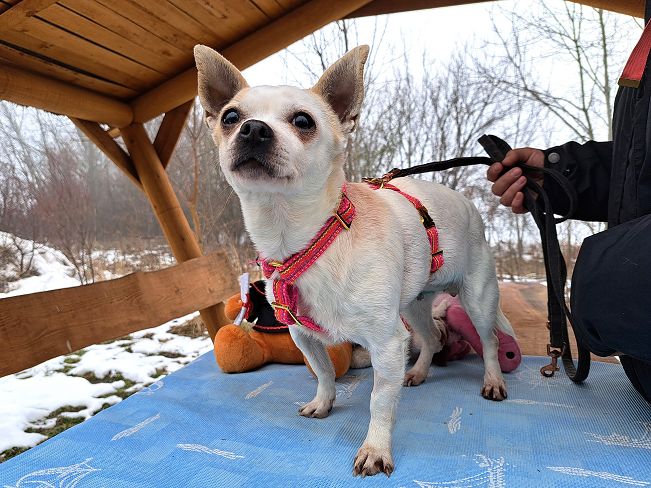 pfotenretterungarn Zsuzsi (3)