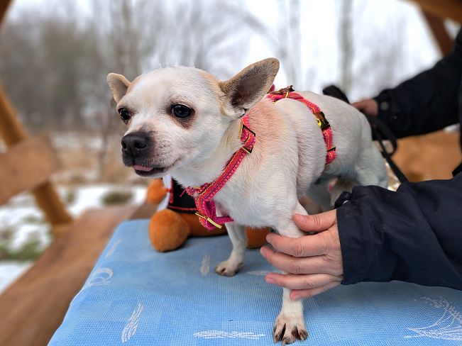 pfotenretterungarn Zsuzsi (5)