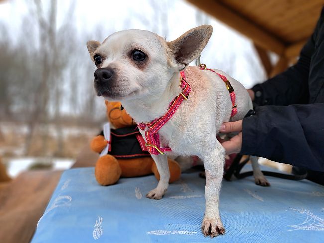 pfotenretterungarn Zsuzsi (6)