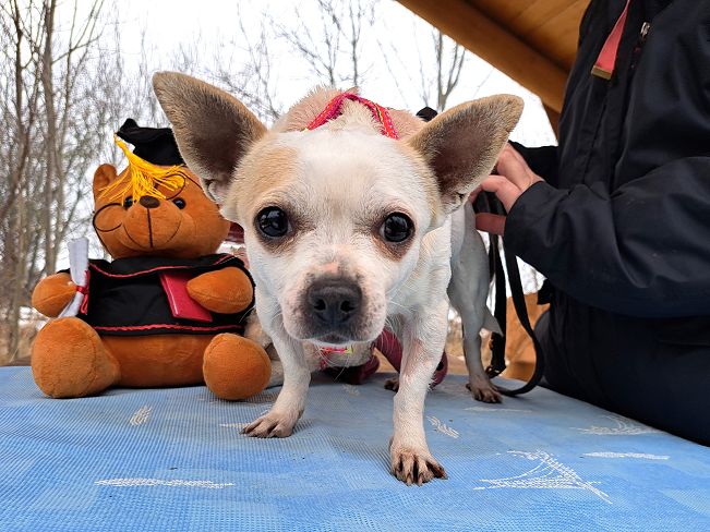 pfotenretterungarn Zsuzsi (8)