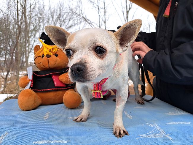 pfotenretterungarn Zsuzsi (9)