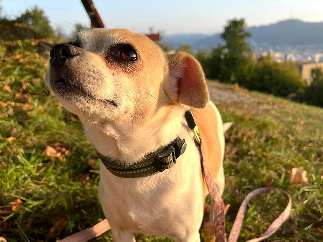 pfotenretterungarn_Pete_Early_PS (10)