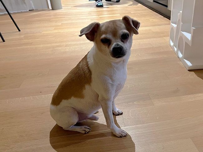 pfotenretterungarn_Pete_Early_PS (11)