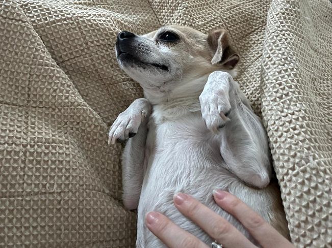 pfotenretterungarn_Pete_Early_PS (12)