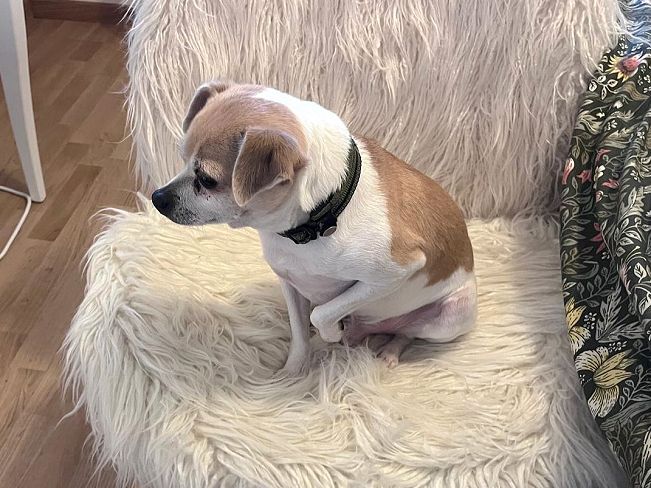 pfotenretterungarn_Pete_Early_PS (13)