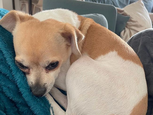 pfotenretterungarn_Pete_Early_PS (15)