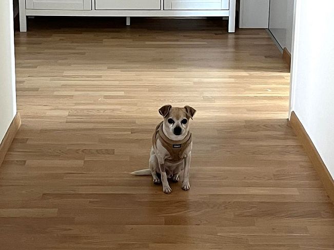 pfotenretterungarn_Pete_Early_PS (16)