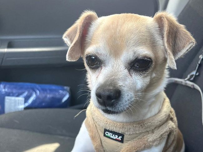 pfotenretterungarn_Pete_Early_PS (17)