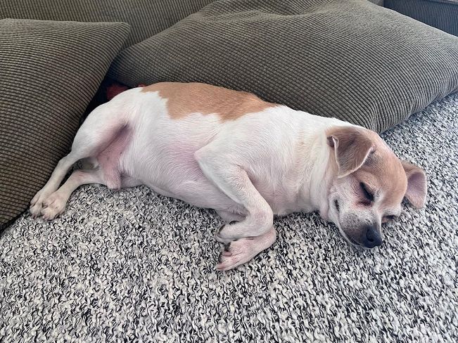 pfotenretterungarn_Pete_Early_PS (18)