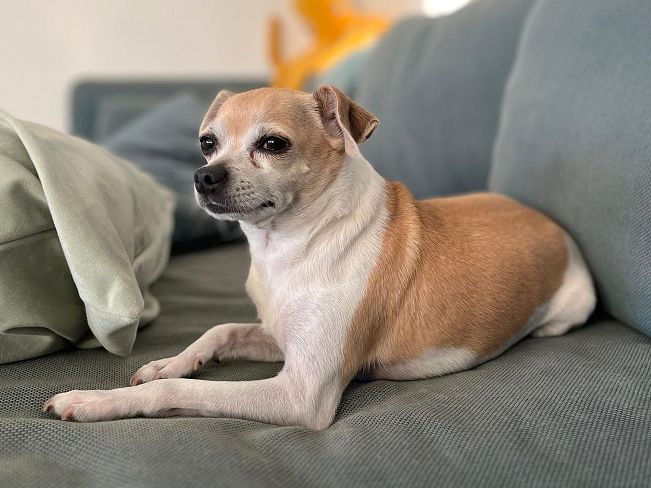 pfotenretterungarn_Pete_Early_PS (2)