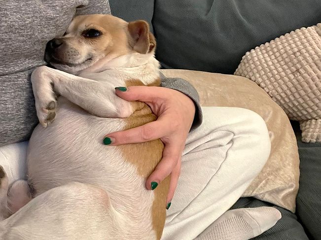 pfotenretterungarn_Pete_Early_PS (3)