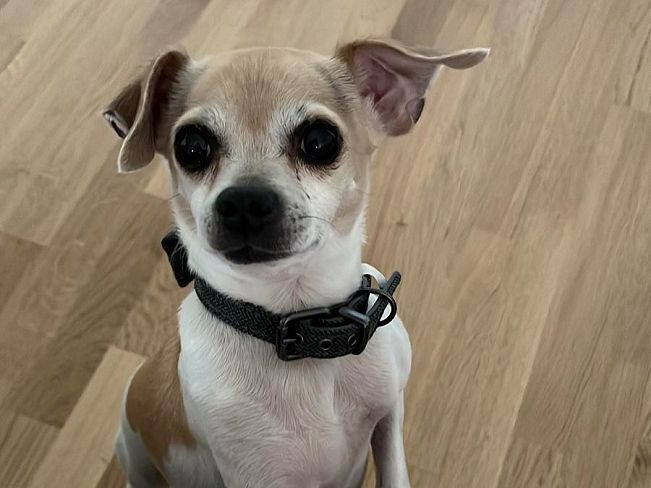 pfotenretterungarn_Pete_Early_PS (4)