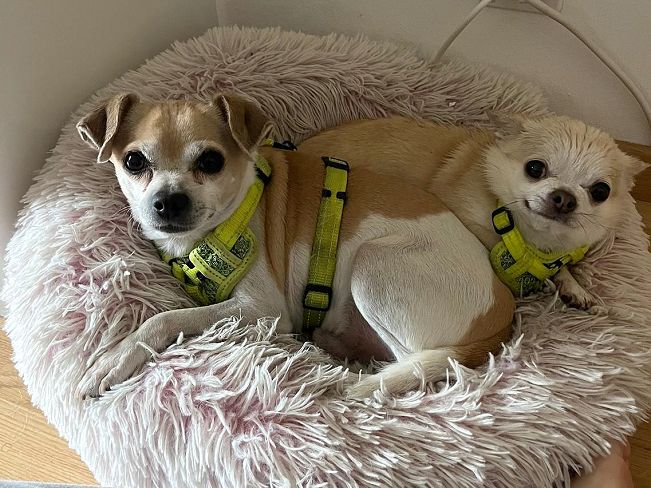 pfotenretterungarn_Pete_Early_PS (5)